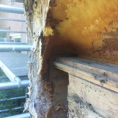 Schimmel en houtrot achter het boeiboard. houtrot verwijderen schimmel reinigen reparatie boeibard